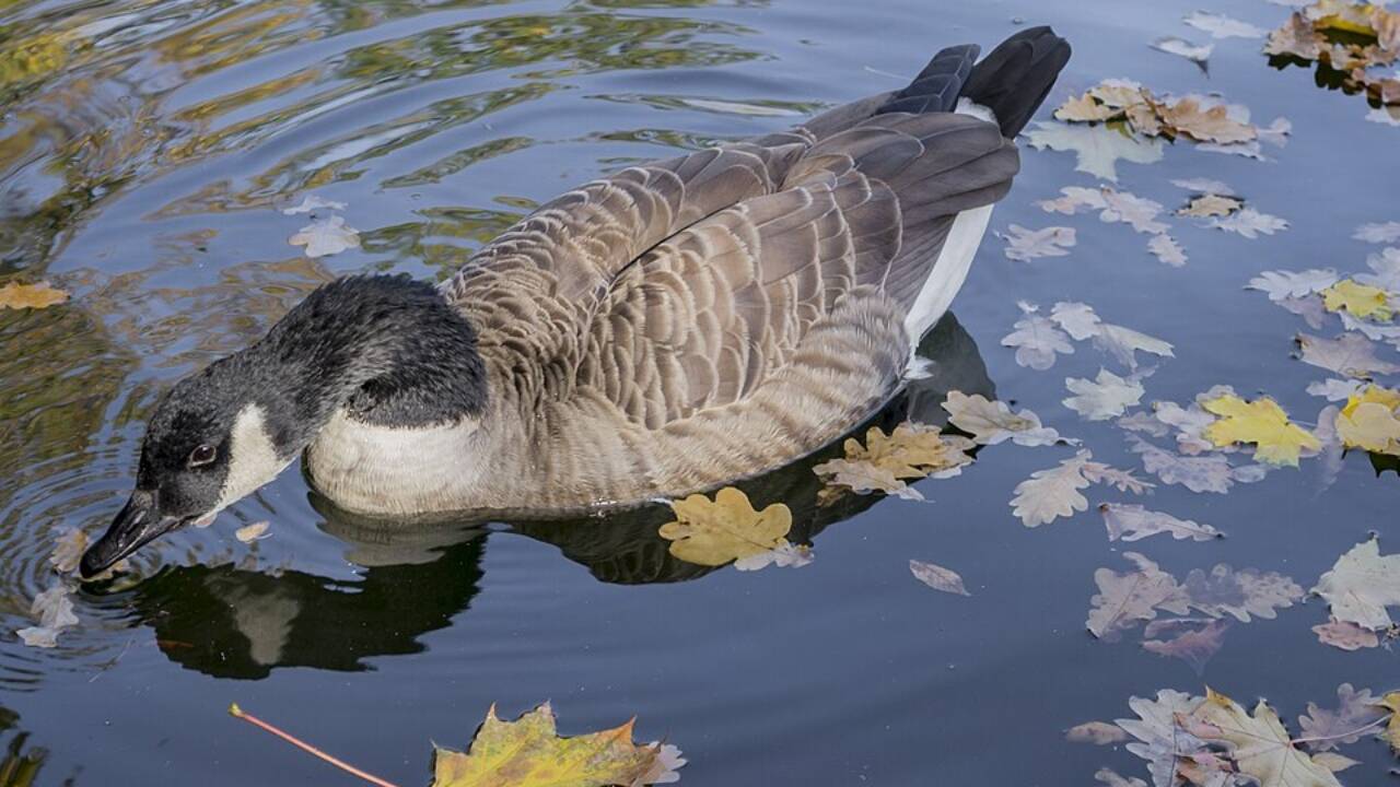 50 Canada geese were imported from North America in 1905. Image credits: Wikimedia Commons Canada geese 2