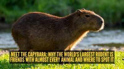 Meet the capybara: Why the world's largest rodent is friends with almost every animal and where to spot it