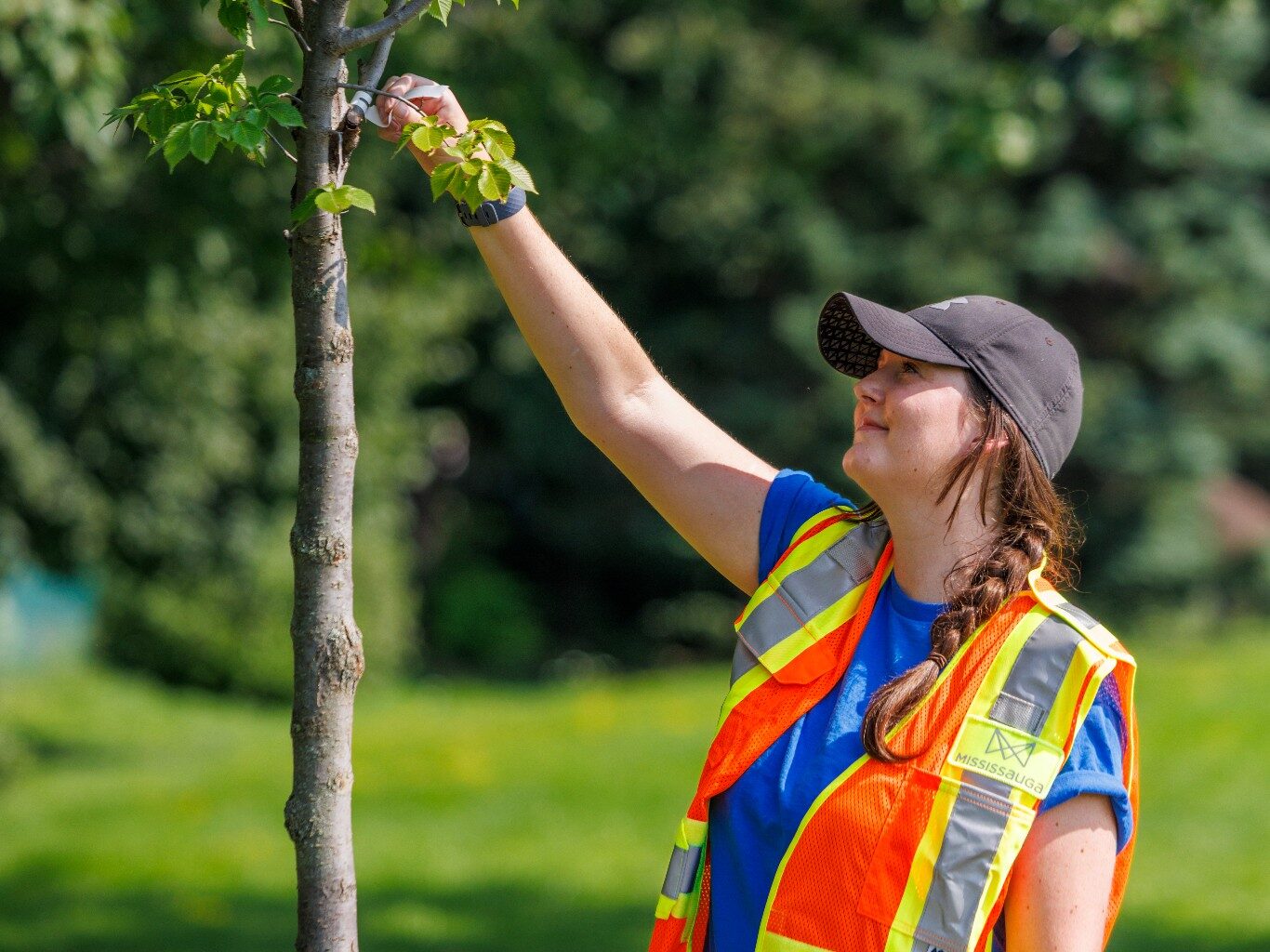 City staff taking care of a tree in public property.