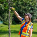 City staff taking care of a tree in public property.