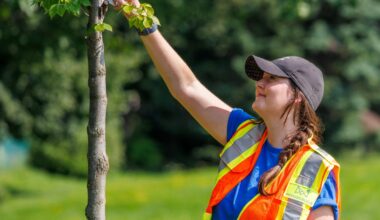 City staff taking care of a tree in public property.
