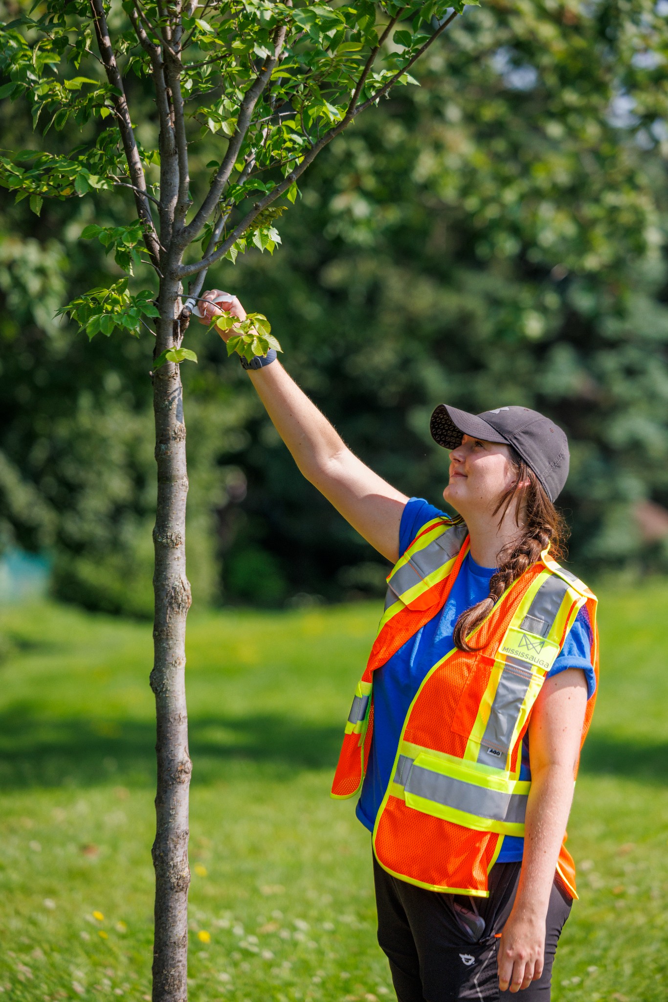 City staff taking care of a tree in public property.