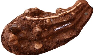 Hobbit-like humans may have scavenged Komodo dragons’ leftovers to survive