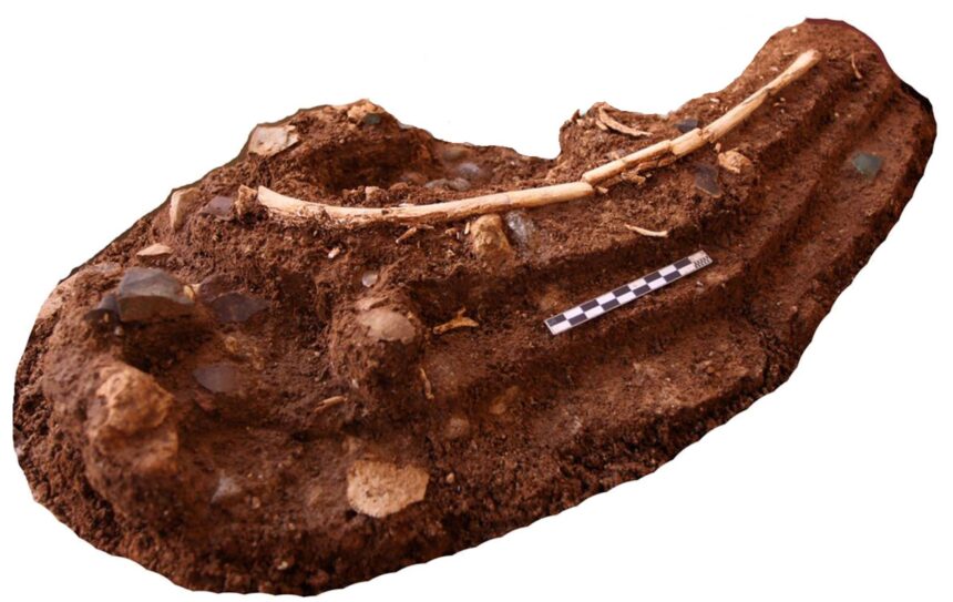 Hobbit-like humans may have scavenged Komodo dragons’ leftovers to survive