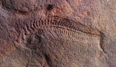 Ancient fossil may hold clues to right-handedness