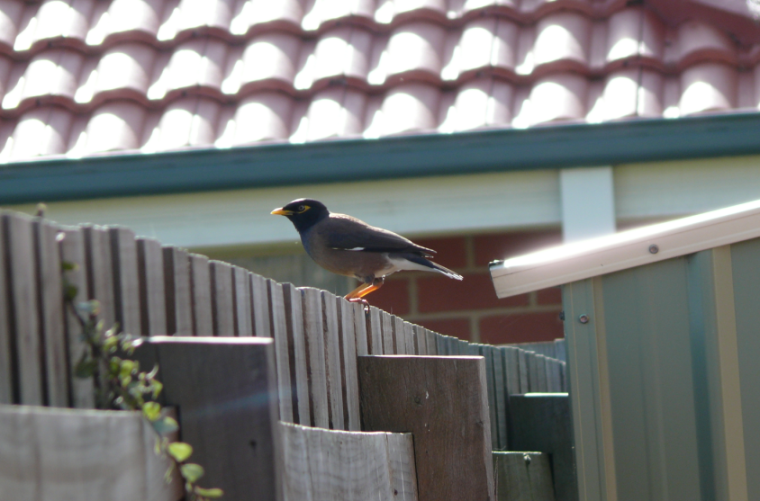 Large communal roosts create noise and droppings, causing maintenance issues. Managing these invasive populations requires community participation and habitat restoration. Image Credits: Wikimedia Commons Common_Myna_(Acridotheres_tristis)