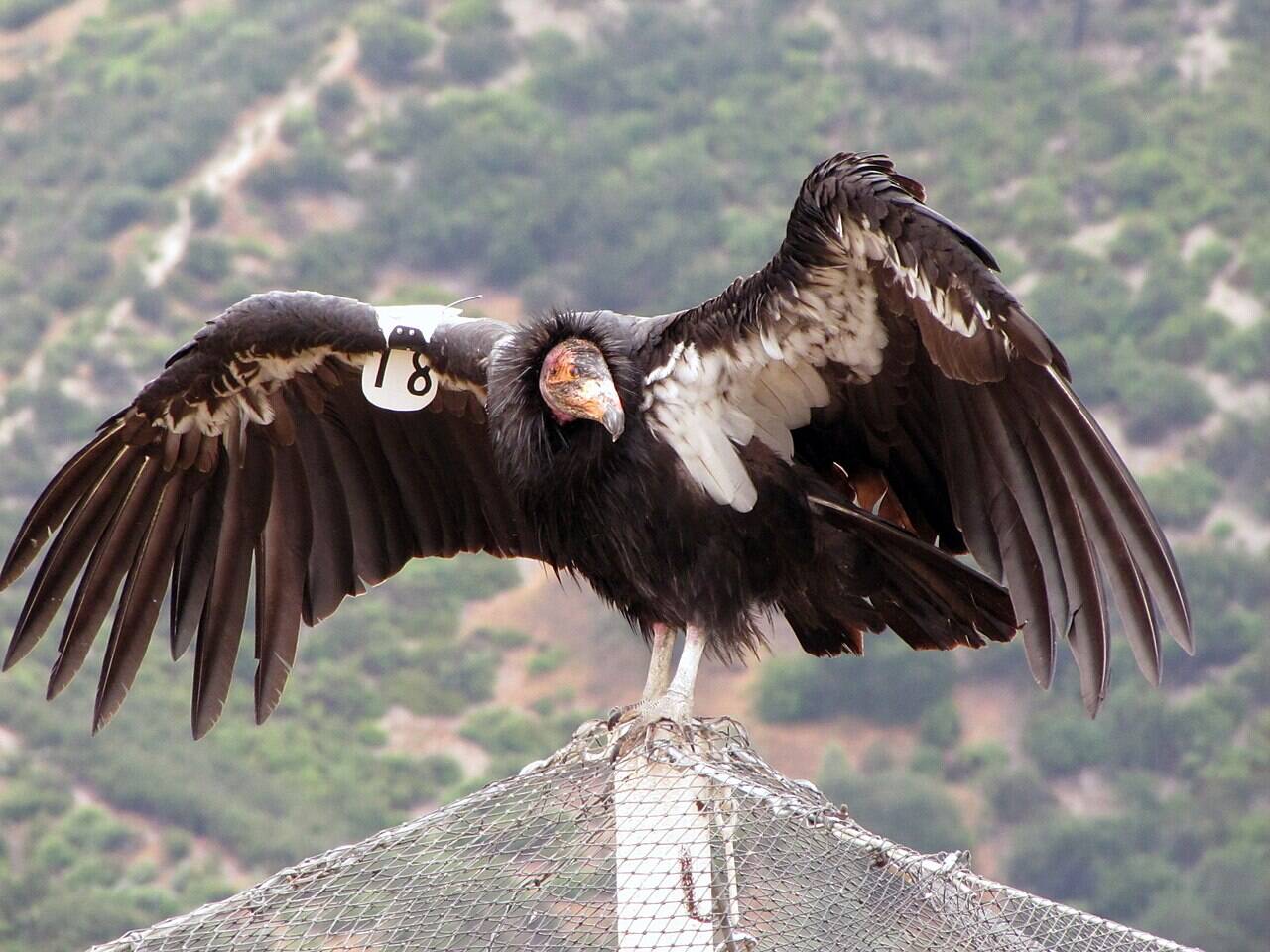 Despite breeding successes, the toxin persisted, necessitating strict ammunition regulations. This intervention, though intensive, has allowed these magnificent birds to once again grace western skies, showcasing the power of identifying and addressing environmental threats. Image Credits: Wikimedia Commons Condor_18_at_Pinnacles_014_(19131865633)