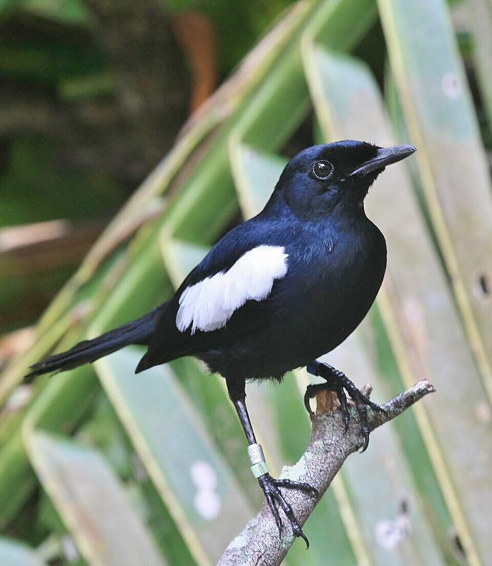 Decades ago, this species faced extinction with only a dozen individuals remaining. Conservation efforts focused on habitat protection and predator control to aid its survival. Image Credit: Wikimedia Commons Copsychus_sechellarum_on_Seychelles