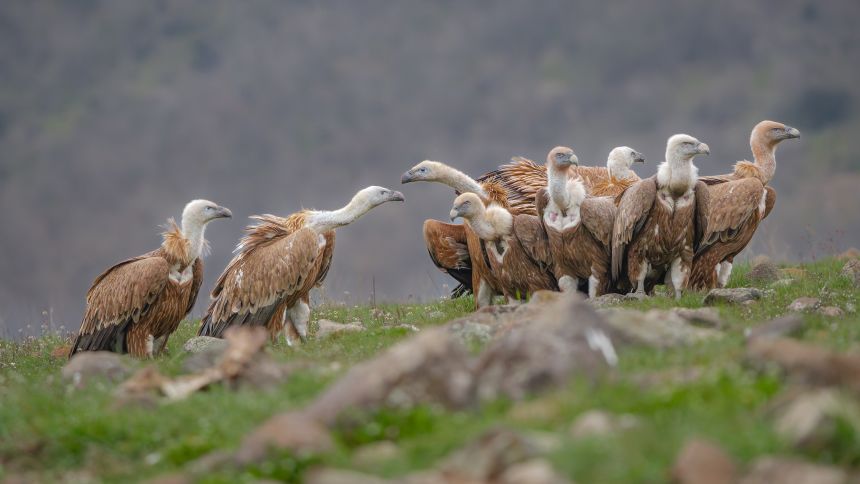 Copy of Griffon Vultures - Bulgaria - 2026 - Aleksandar Anastasov - Aleksandar Anastasov.jpg