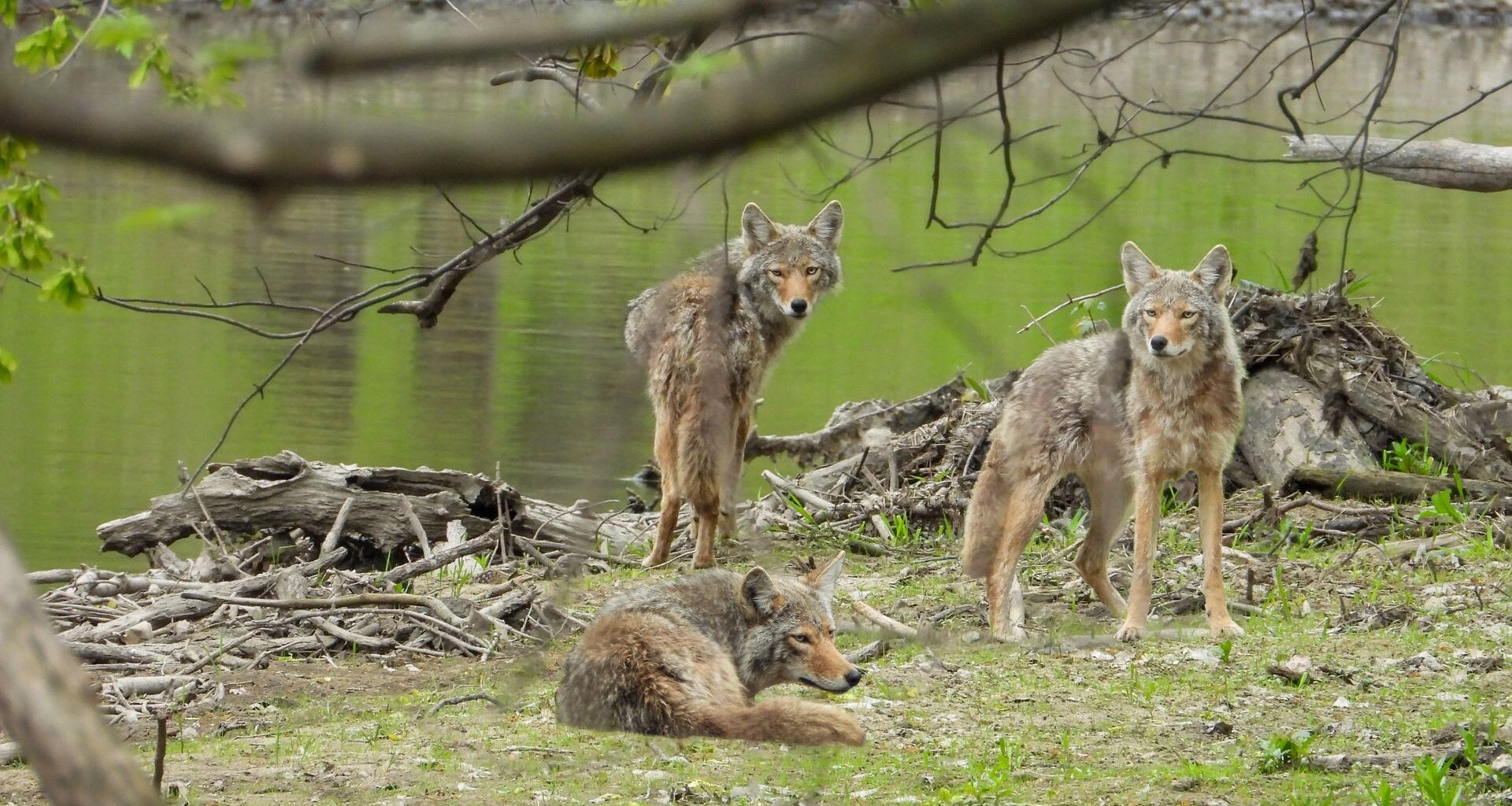 Three coyotes near a riverbank.