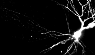 Dendrites compute independently of cell body