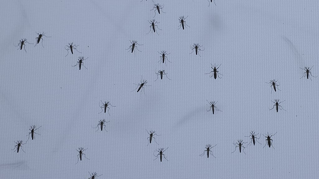 'Mosquitoes are in their element': How the hot weather is bringing a plague to Germany