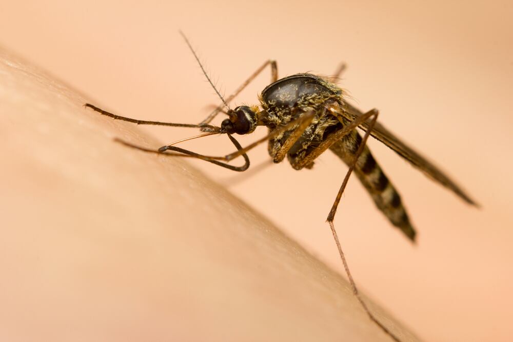 Blame it on the rain: Record downpour in Edmonton will bring monsoon of mosquitoes