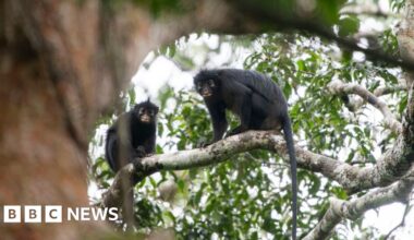 New monkey species with orange lips found 'hiding' in DRC forest - BBC