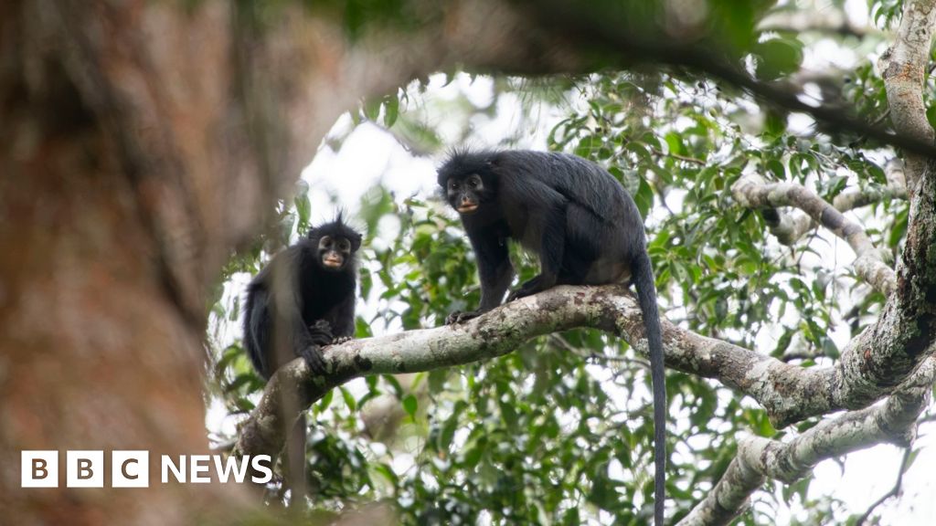 New monkey species with orange lips found 'hiding' in DRC forest - BBC