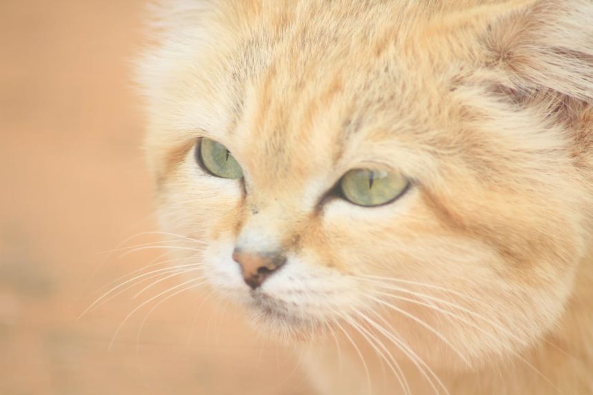 Like several other small carnivore species in the region, sand cats are under threat.