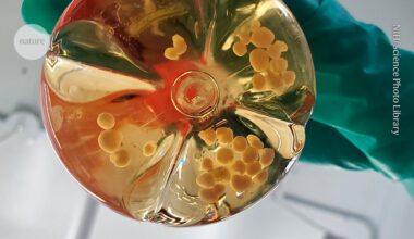 Researchers are building computers that run on brain organoids — but have neglected a major ethical issue