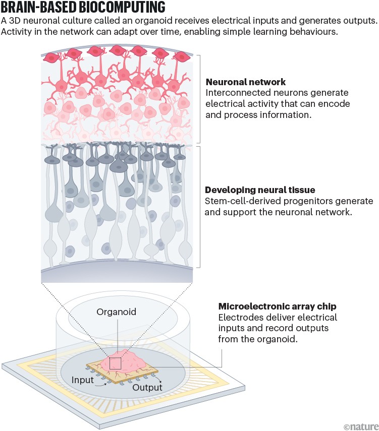 Cross-section and device schematic of an organoid-based biocomputing system. A developing neural network sits above supporting neural tissue, and electrodes stimulate and record activity from the organoid.