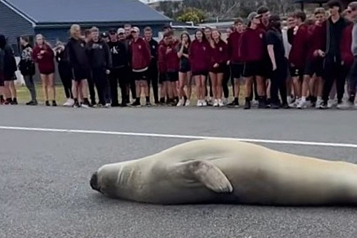 A group of kids in school uniform watch a seal from across a road.