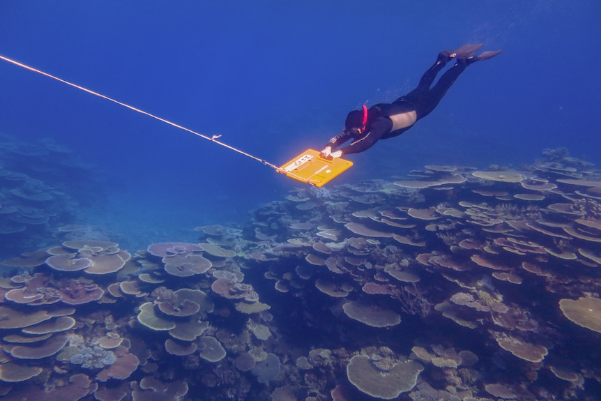 Someone holding a plastic board and being pulled along under water