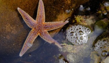 Common starfish in a rockpool