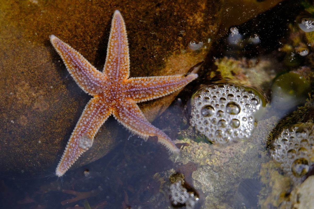 Common starfish in a rockpool