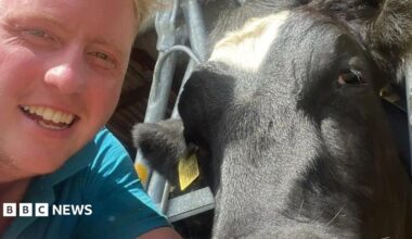 A blonde man with a blue T-shirt. Hr is taking a selfie with a black and white cow with a yellow ear tag
