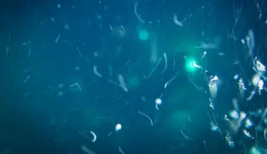 Deep-sea life has a secret food source scientists never expected