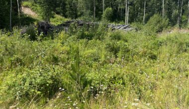 Mill closure threatens B.C.’s forest restoration work