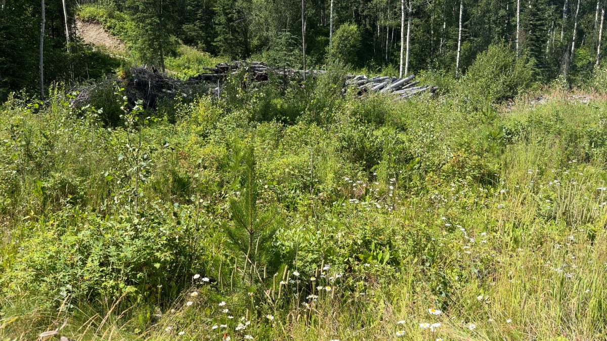 Mill closure threatens B.C.’s forest restoration work
