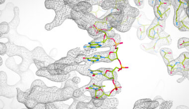 Flexible DNA transforms protein crystallization