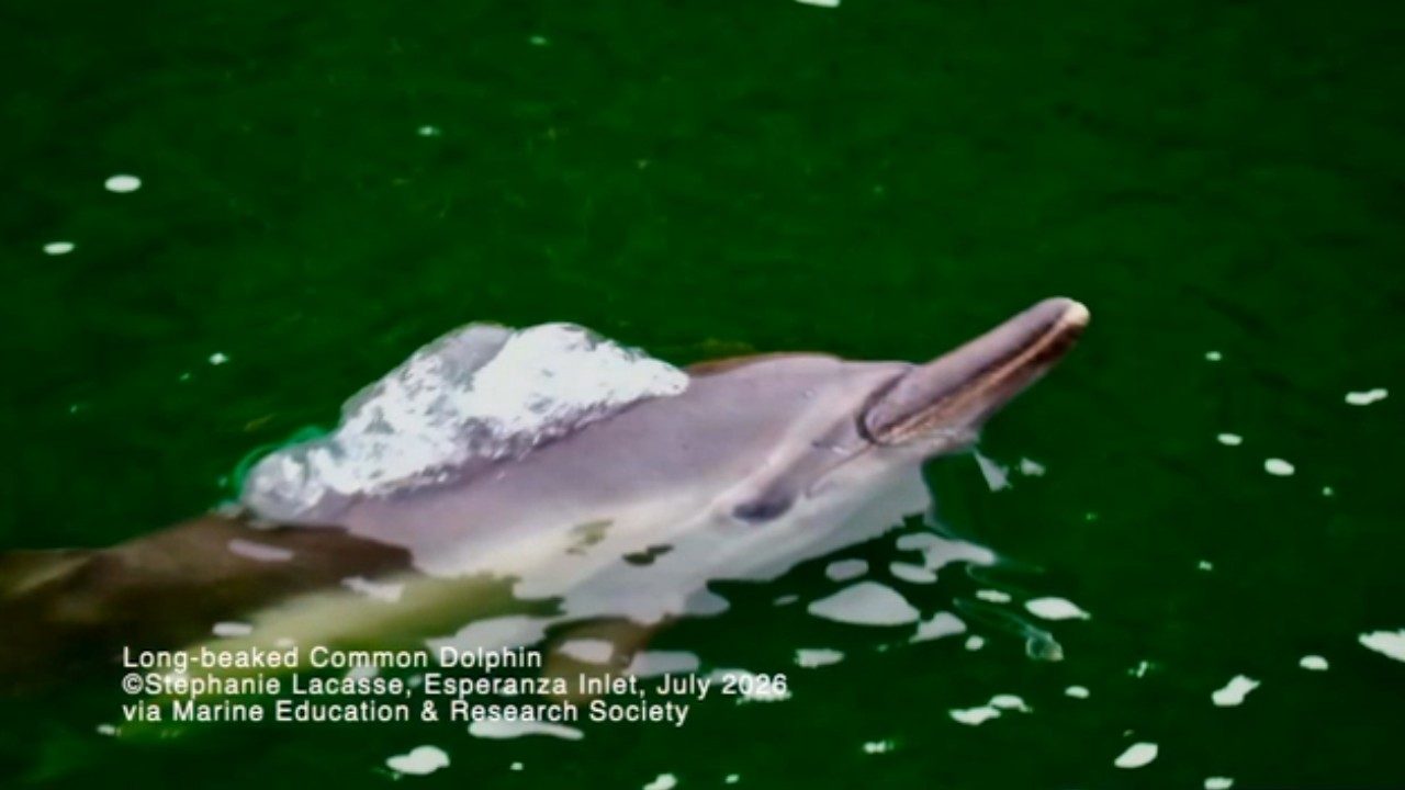 Rare dolphin sighting reported in northwest Vancouver Island