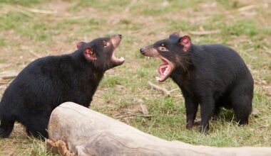 Human Impact on Island Biodiversity: New Study Reveals How People Reshaped Species Richness and Extinction Patterns