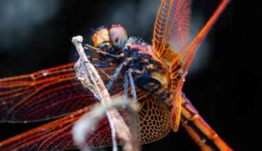 closeup of a colorful male dragonfly