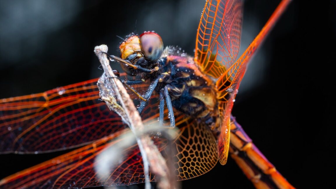 closeup of a colorful male dragonfly