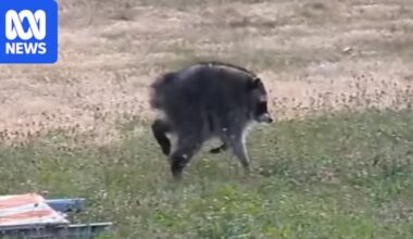 'Jimothy', a raccoon with short spine syndrome who roams Seattle, gains cult following online