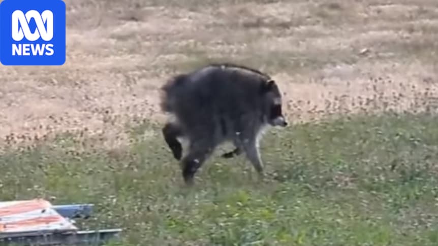 'Jimothy', a raccoon with short spine syndrome who roams Seattle, gains cult following online
