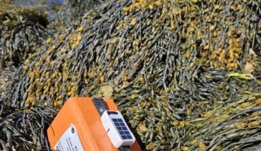 Federal researchers using driftwood to study and track seabird deaths off N.S. coast - Halifax