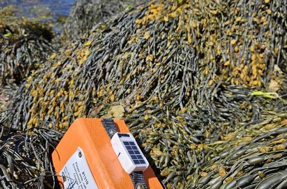 Federal researchers using driftwood to study and track seabird deaths off N.S. coast - Halifax
