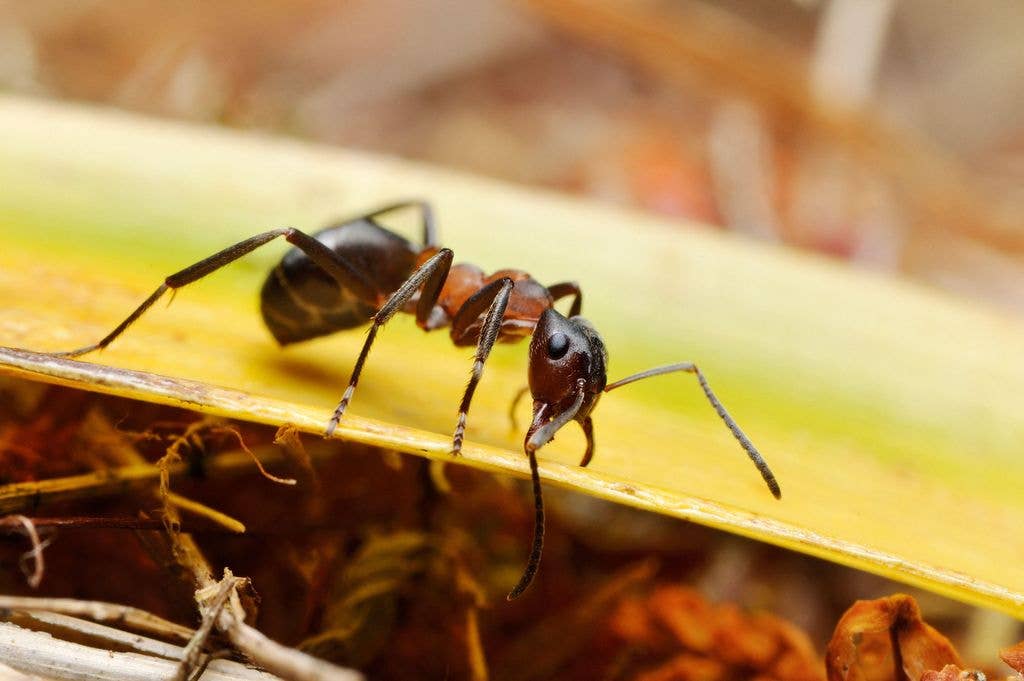 Narrow-headed Wood Ant (Formica exsecta) on nest mound in native pinewood, Speyside, Cairngorms National Park, Scotland, June 2017