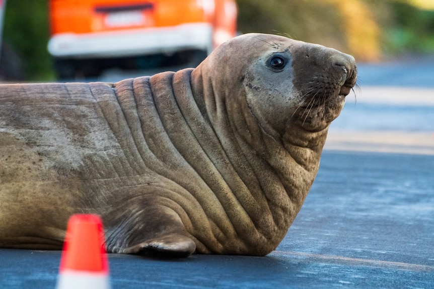 A five-year-old elephant seal known as Neil the Seal laying on a road at Seven Mile Beach, Tasmania.