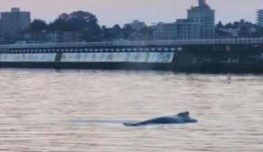 VIDEO: Happy hump day: Victoria angler reels in whale of a surprise