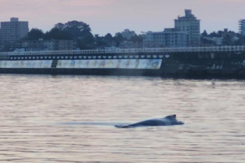 VIDEO: Happy hump day: Victoria angler reels in whale of a surprise