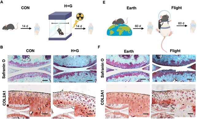 Scientists May Have Found a Way to Protect Knee Cartilage During Spaceflight