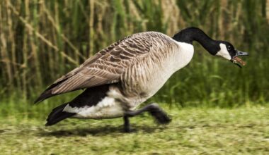 Why are Canada geese walking everywhere? They just can’t fly… for now