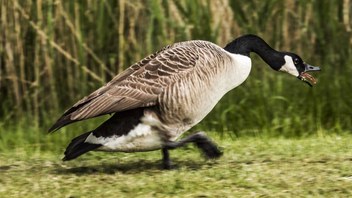 Why are Canada geese walking everywhere? They just can’t fly… for now