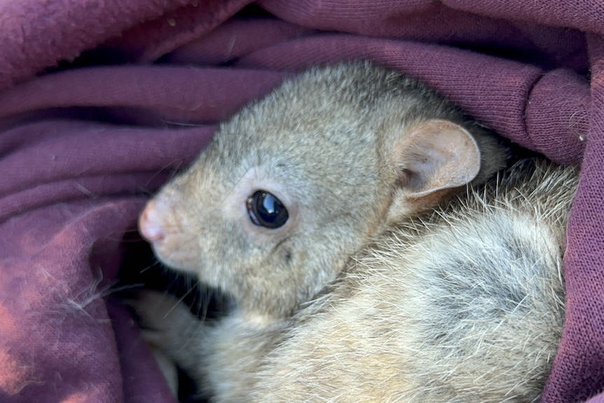A small rat-like animal wrapped in a purple blanket.