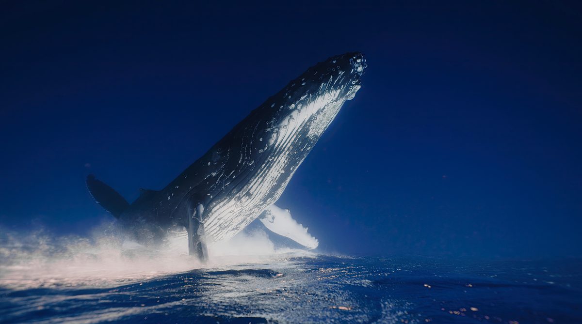 A close-up of a humpback whale reveals detailed body folds and textured skin as it swims near the camera, highlighting the raw beauty, strength, and intimate detail of marine life.