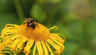 Bumblebees show emotions through facial expressions just like mammals