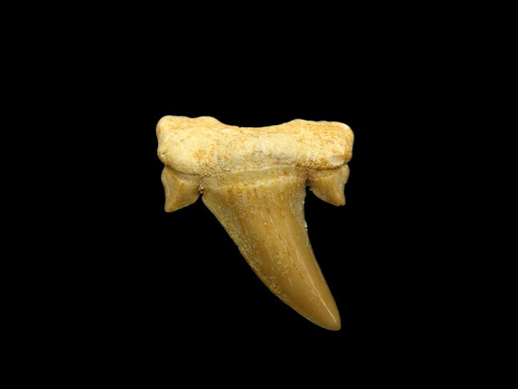 A microscope image of a triangular, tilted shark tooth
